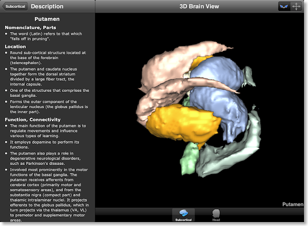 Brain Tutor HD - Subcortical Mesh